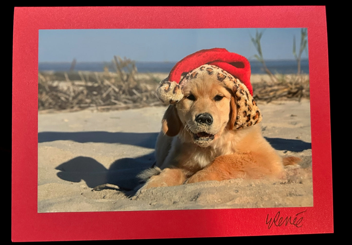 Christmas Puppy at the Beach
