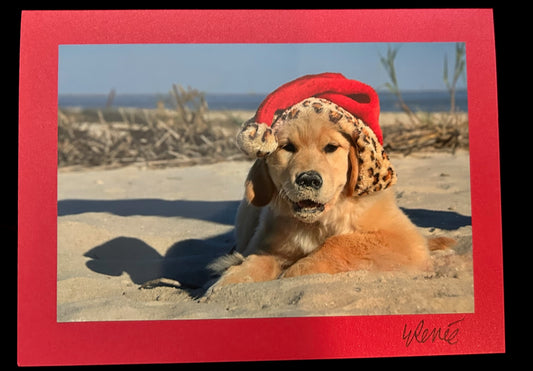 Christmas Puppy at the Beach