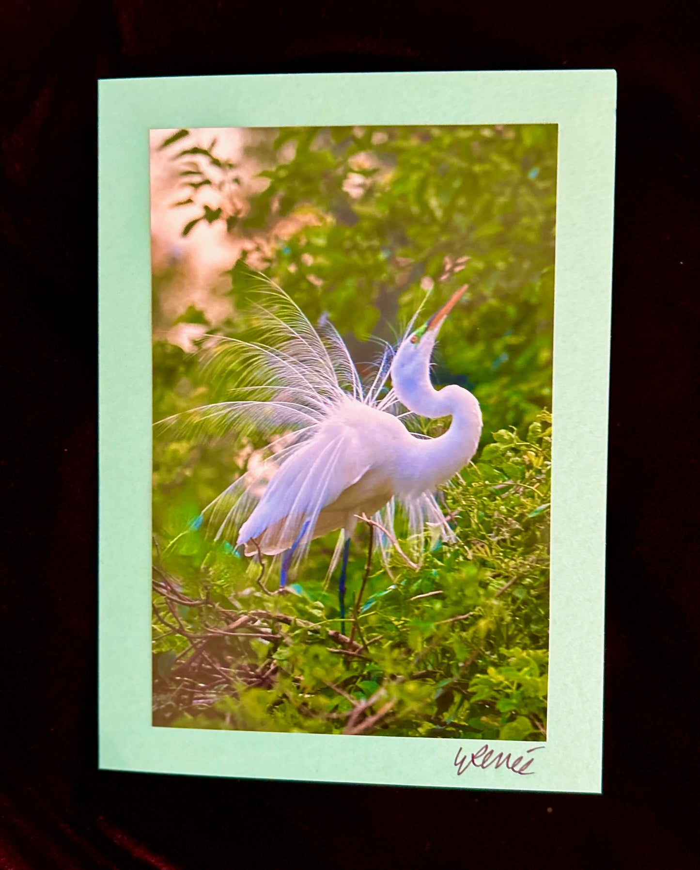 Great Egret Courting Display