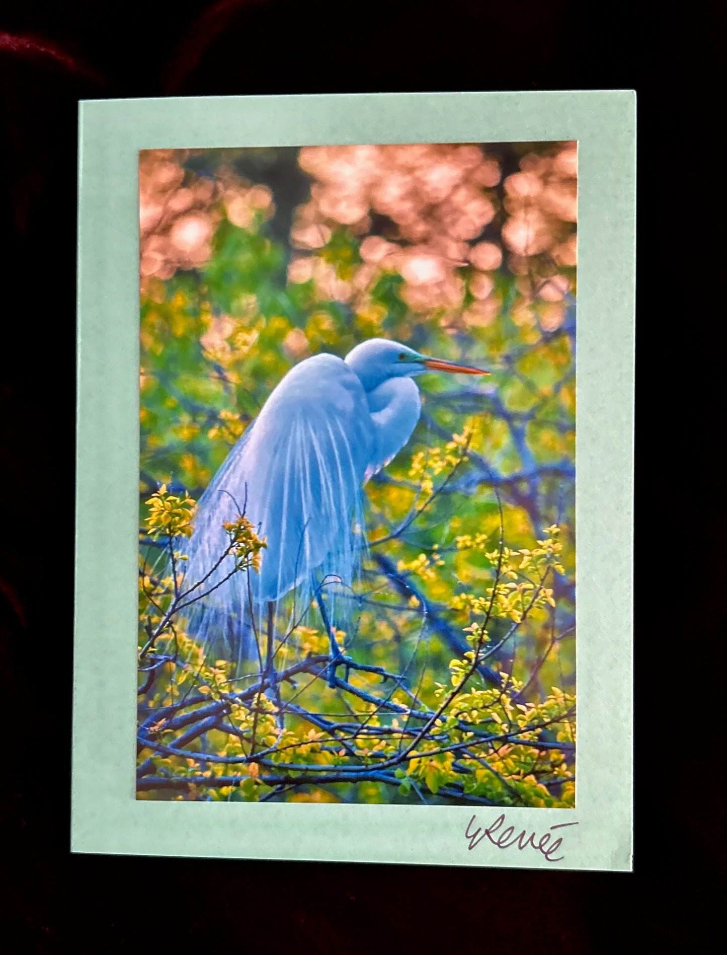 Great Egret with Aigrettes