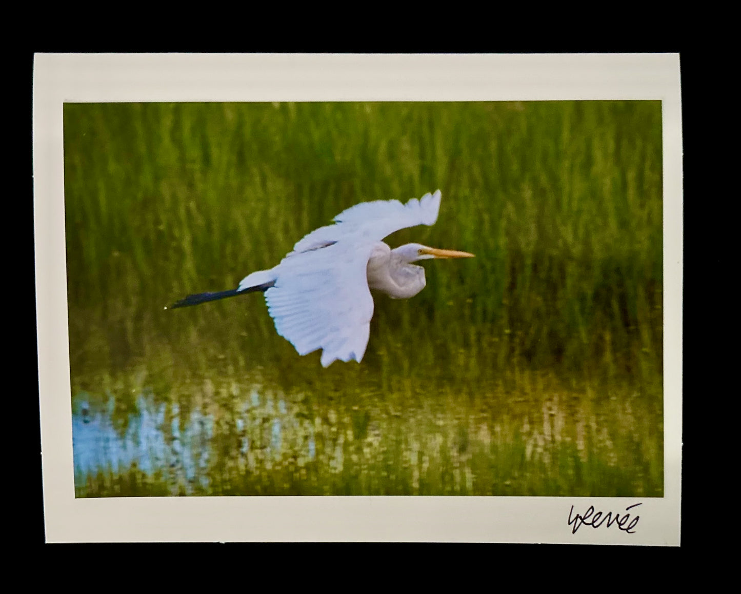 Great Egret Flight Over Salt Marsh