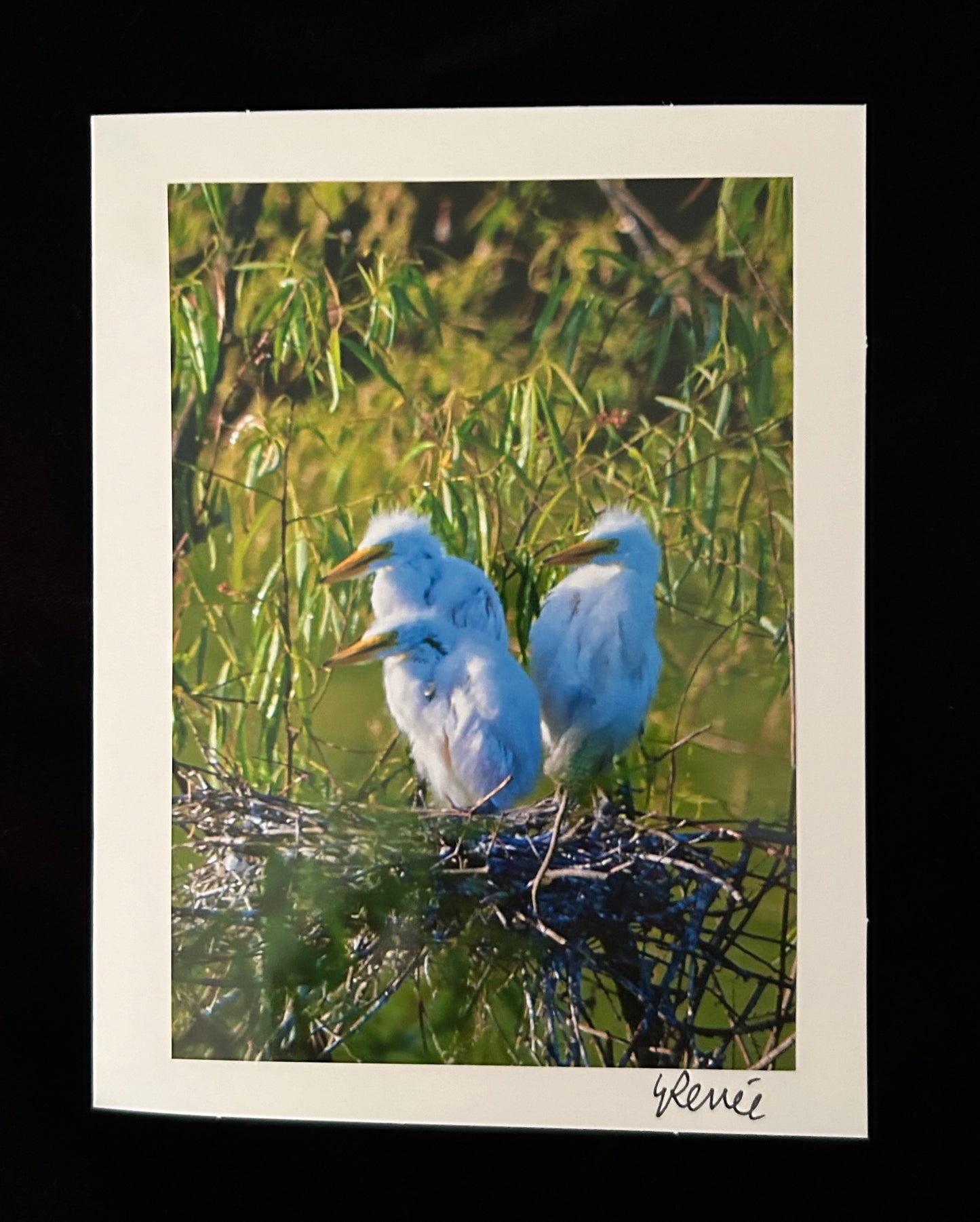 Three Juvenile Great Egrets