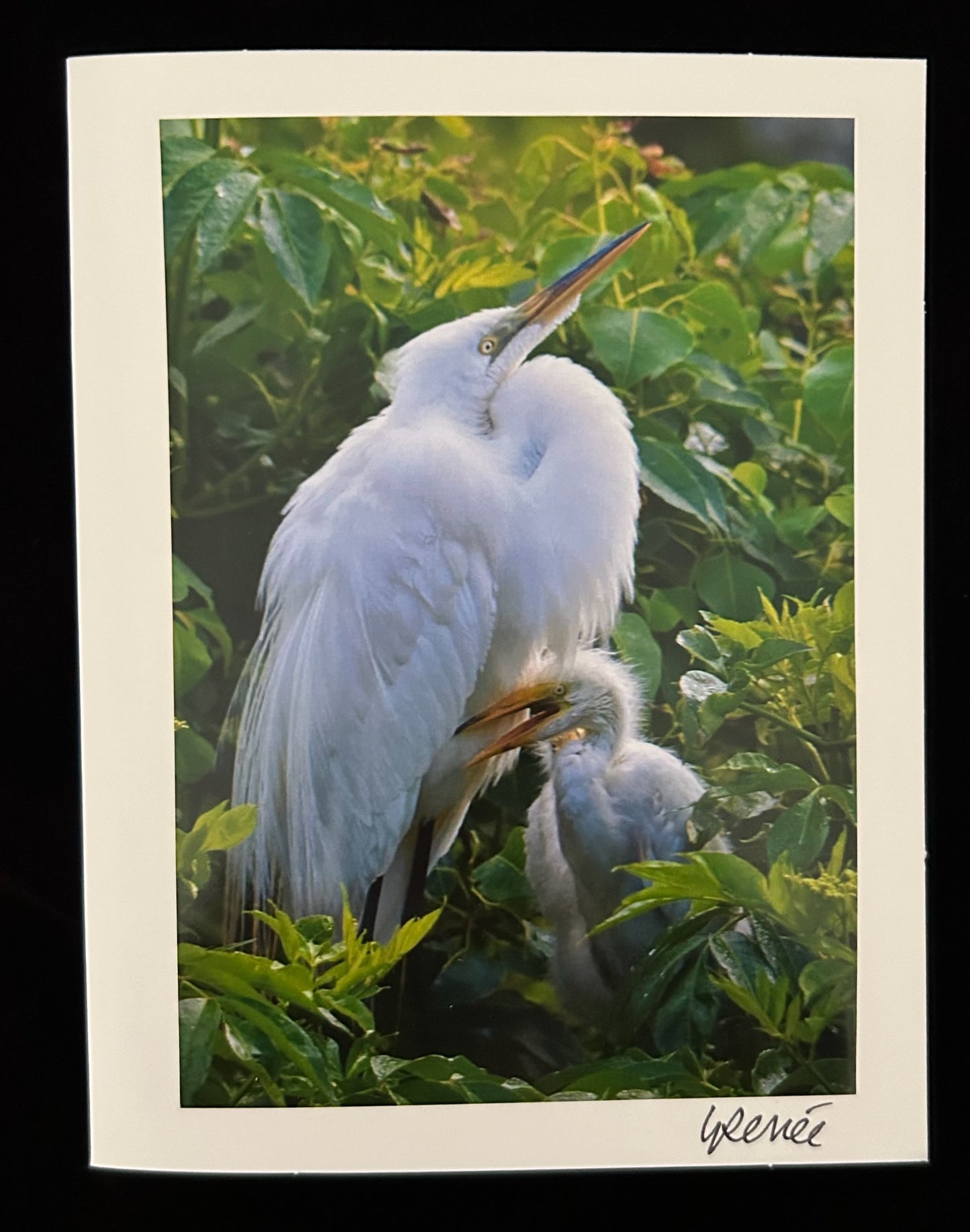 Great Egret with Hatchlings