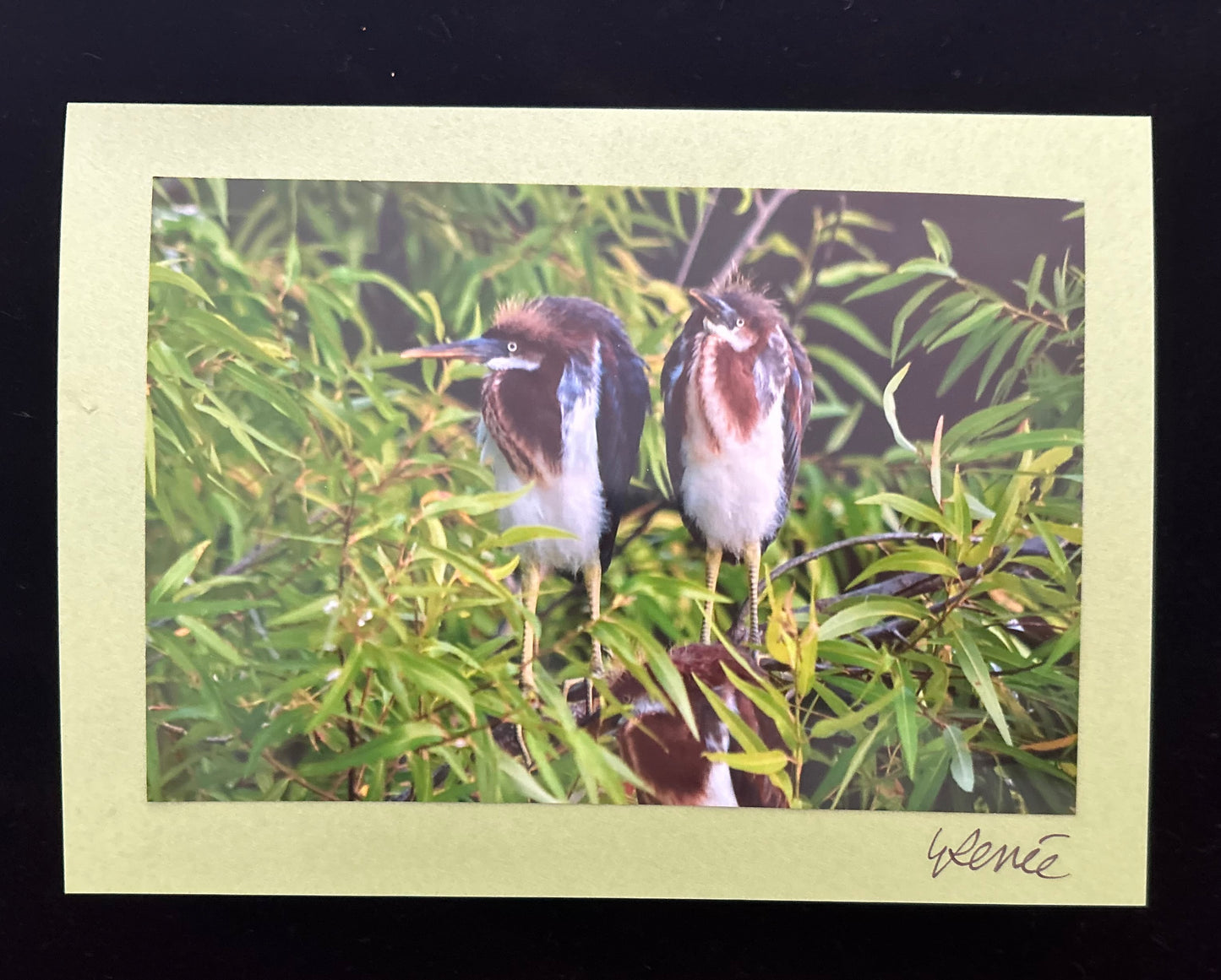 Juvenile Tri-Colored Herons