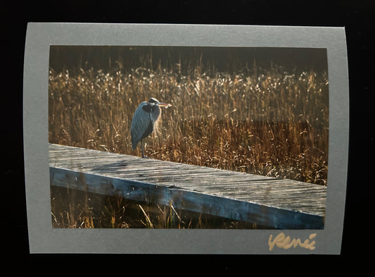 Great Blue Heron at Salt Marsh