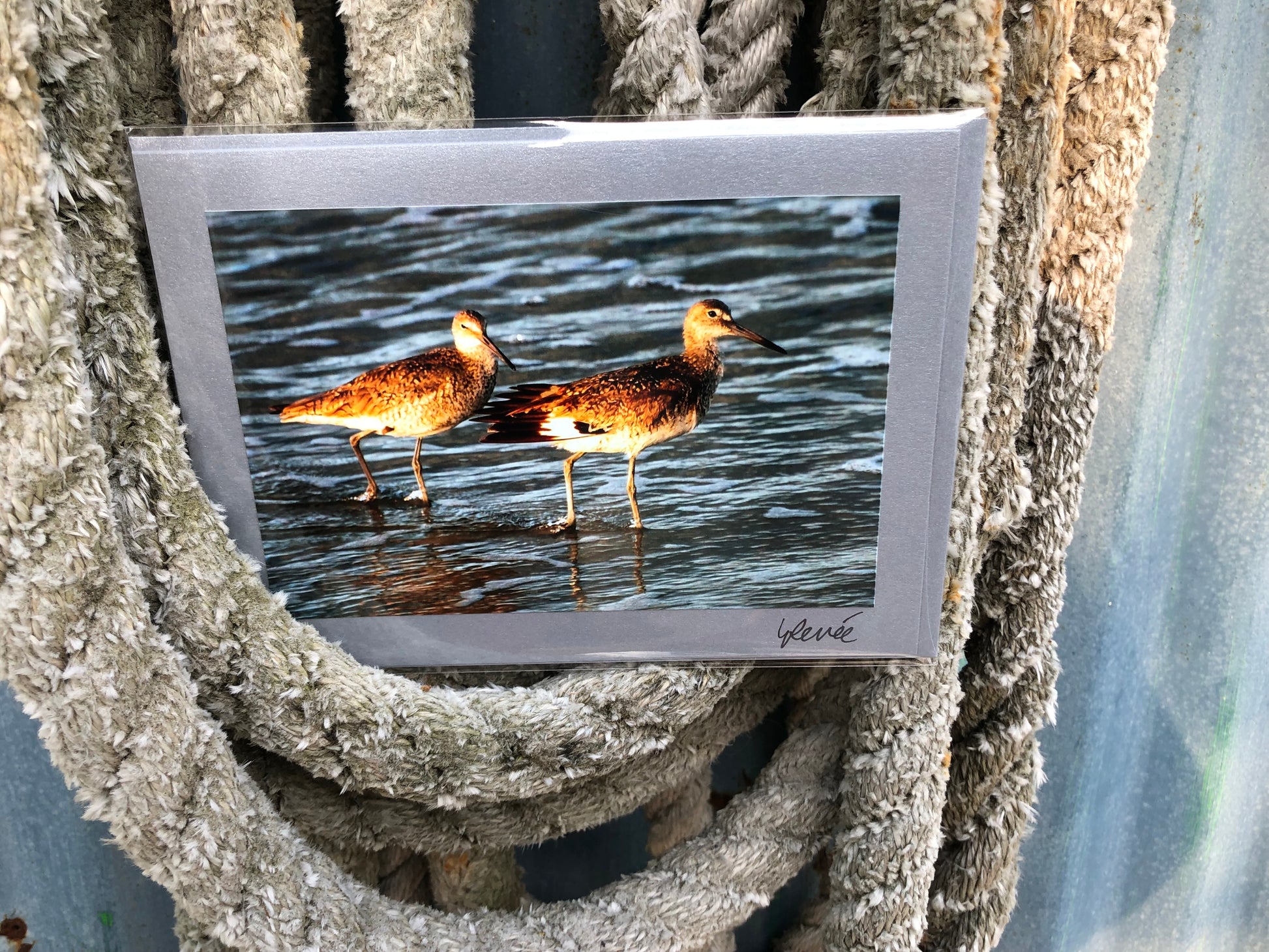 Pair of Greater Yellowlegs wading in the surf in a golden light at dawn.