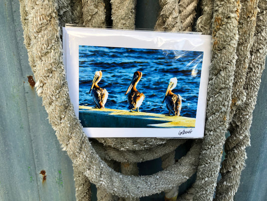 Trio of Pelicans on Jetty