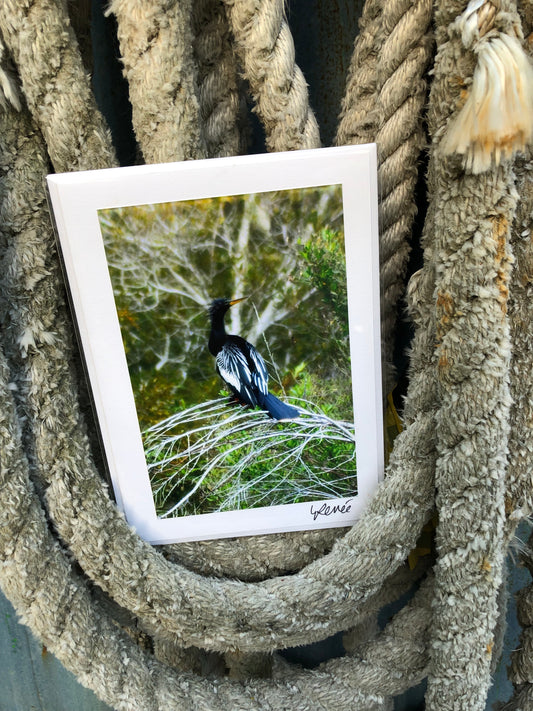 A regal looking male anhinga drying out feathers on a tree in the swamp.