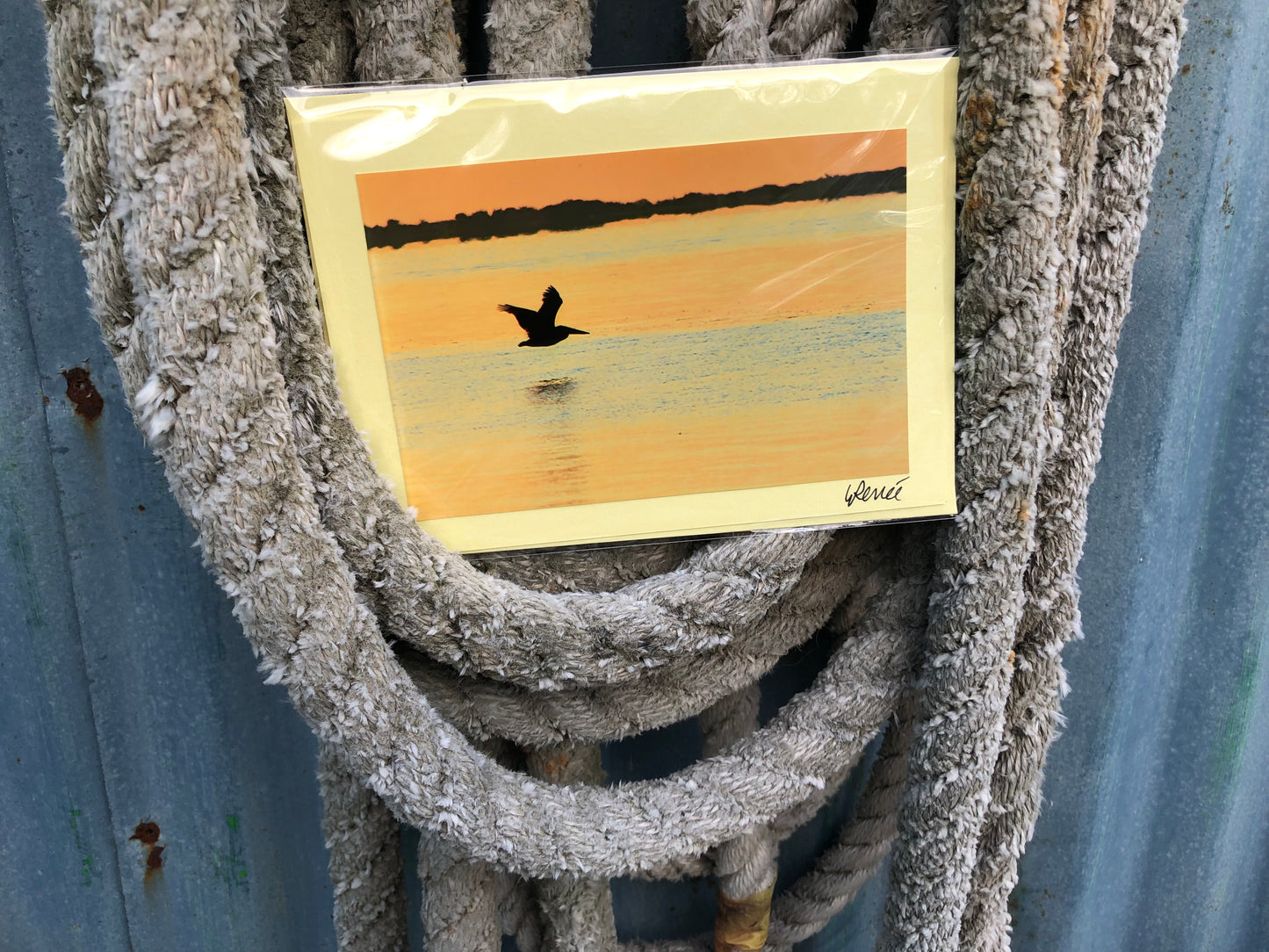 Pelican in silhouette at sunrise flying low over the Cape Fear River.  The sky is orange and the water has orange reflections.