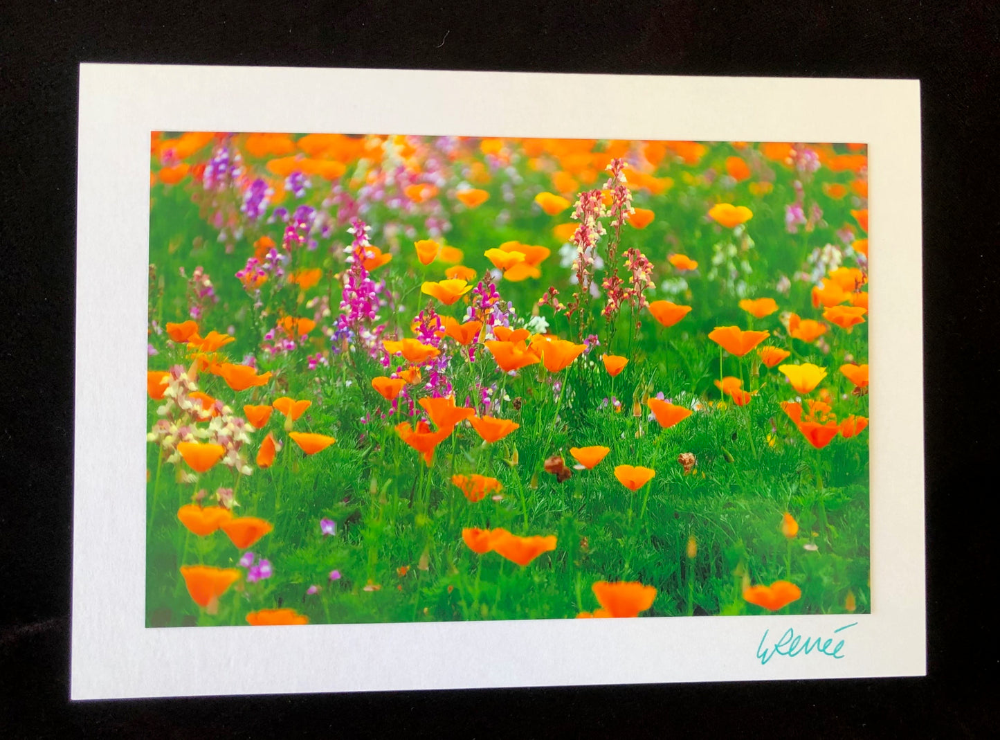 Orange Wildflowers