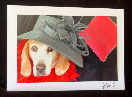 Closeup of face of Blue Tick Hound wearing black hat, red feather boa, and a red pillow saying "Diva" in the background.