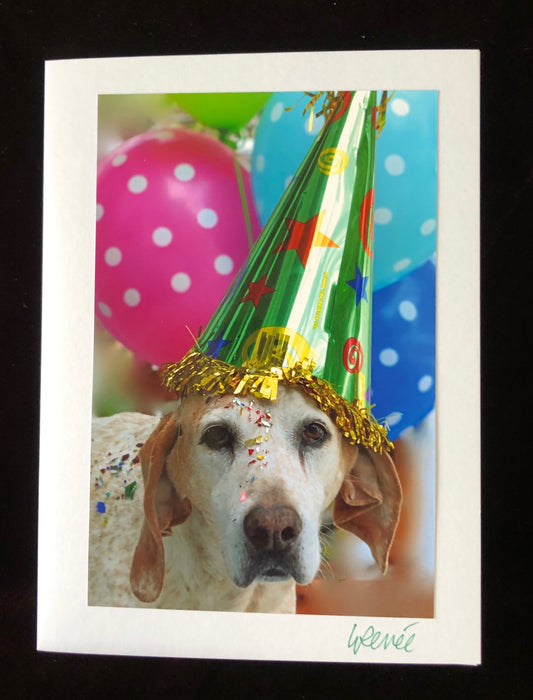 Blue Tick Hound wearing birthday party hat with balloons in background and confetti on nose.