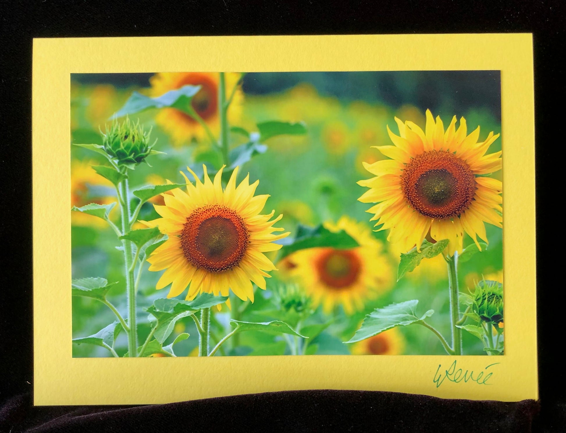 Sunflowers growing in a field in the summer.