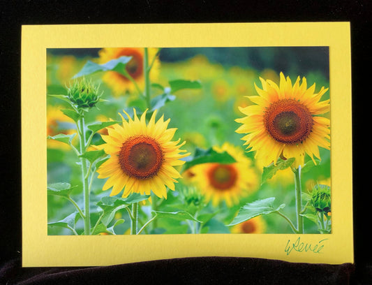 Sunflowers growing in a field in the summer.