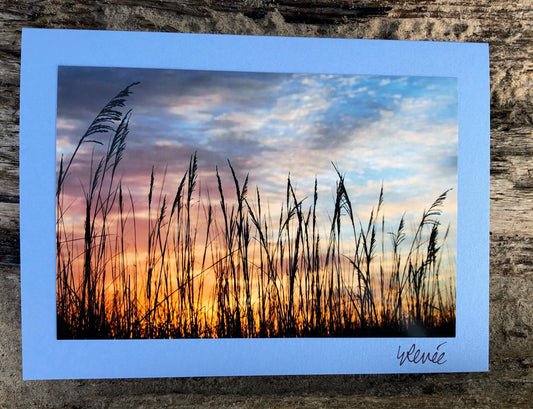 Sea Oats in Silhouette at Sunrise