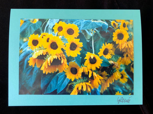 Yellow sunflowers in a farmer's field.