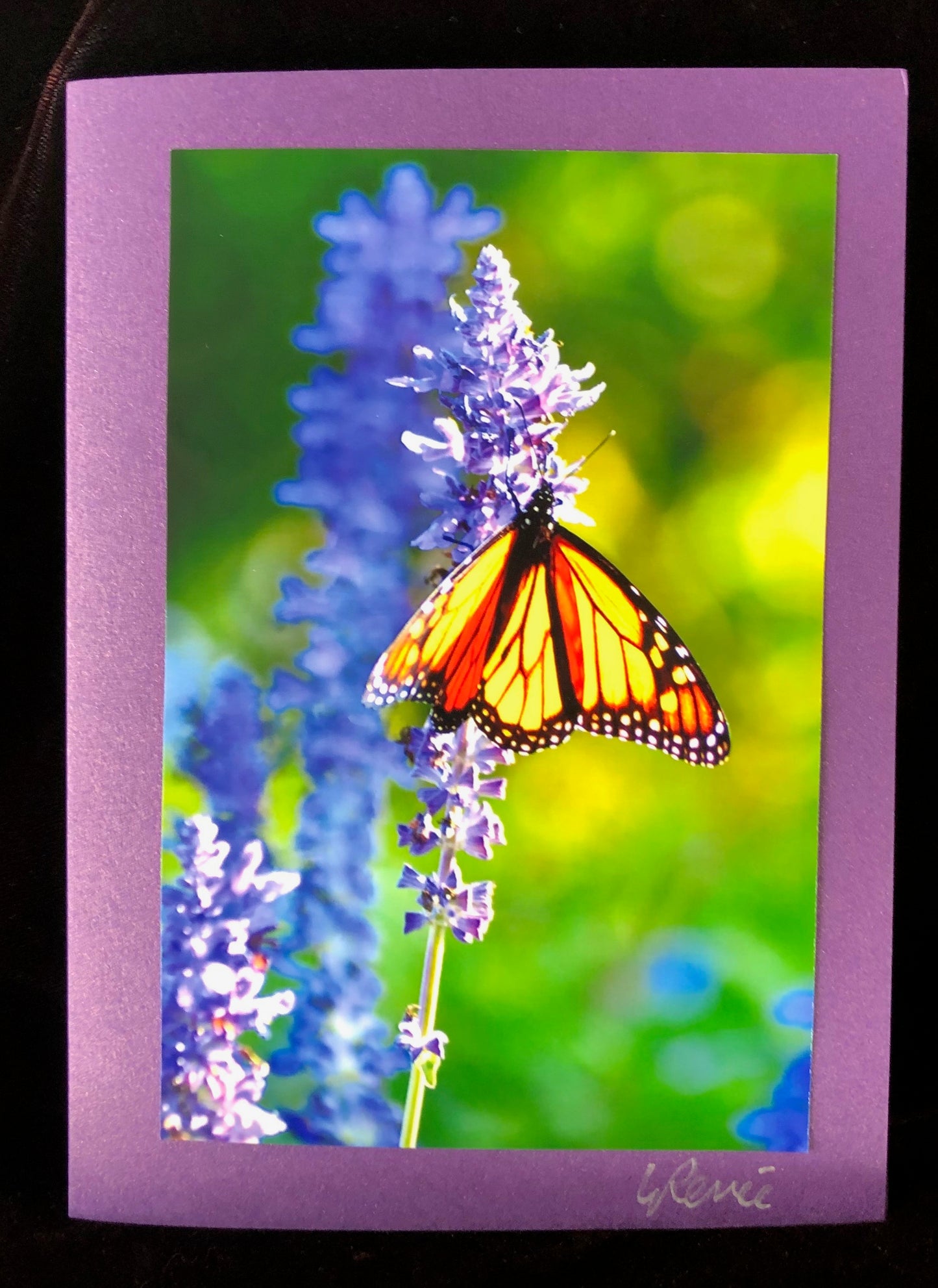 Monarch Butterfly on Mexican Salvia