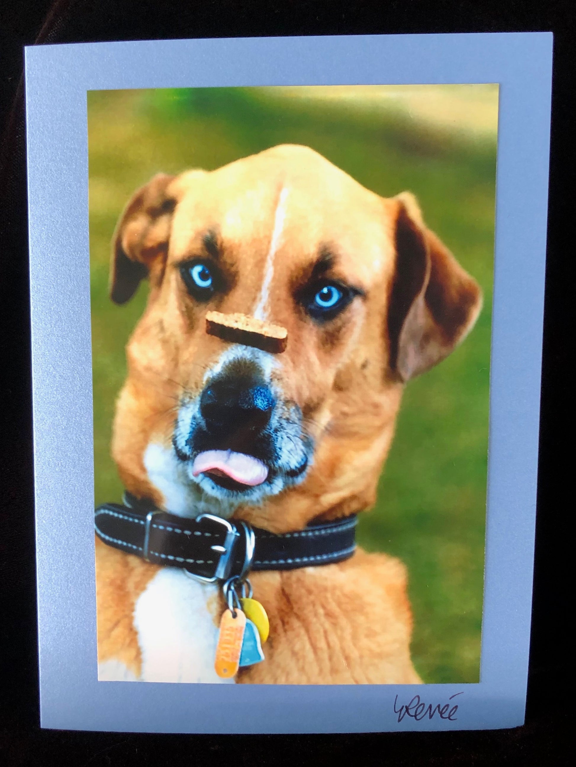 A brown dog with bright blue eyes balances a dog treat on his nose with his tongue sticking out.