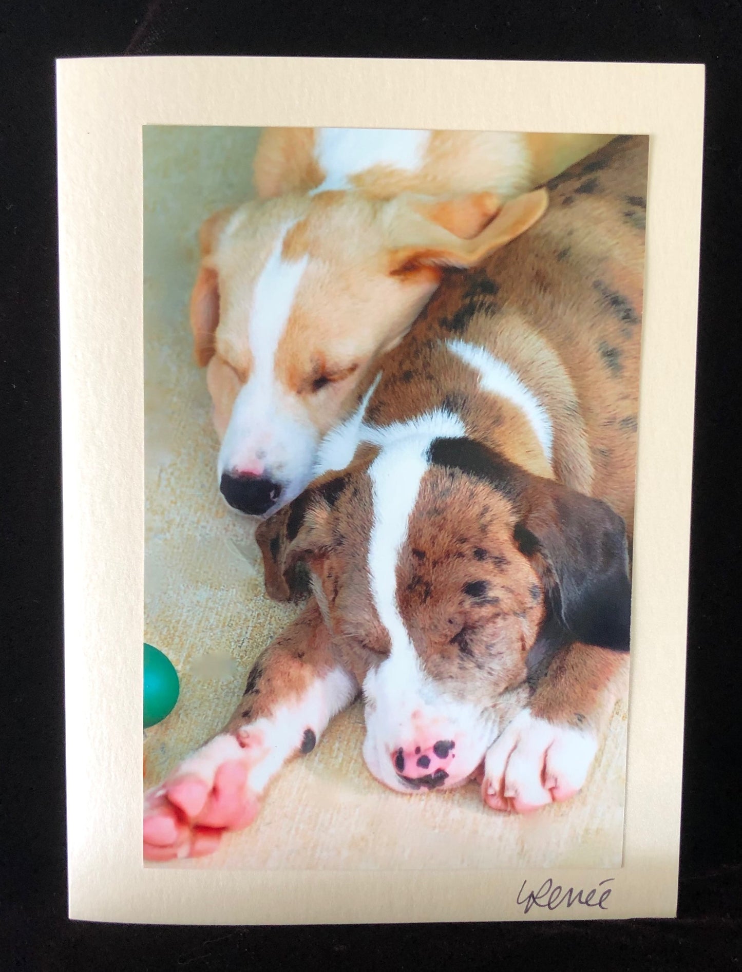 Two puppies snuggled up taking a nap.