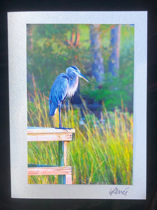 Great Blue Heron perched on a boat dock with marsh grasses in the background.