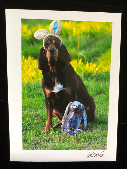 Bloodhound wearing Easter Bunny ears with a grey, stuffed animal Easter bunny at his feet.