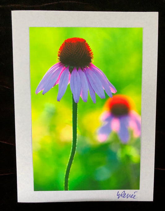 Single purple coneflower in foreground with golden light.