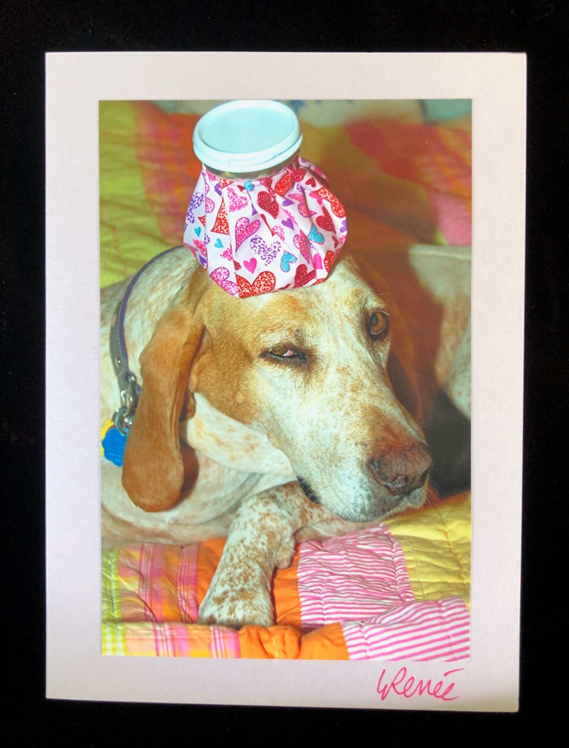 Closeup of the face of a Blue Tick Hound with a headache bad on top of her head and the dog looks miserable.