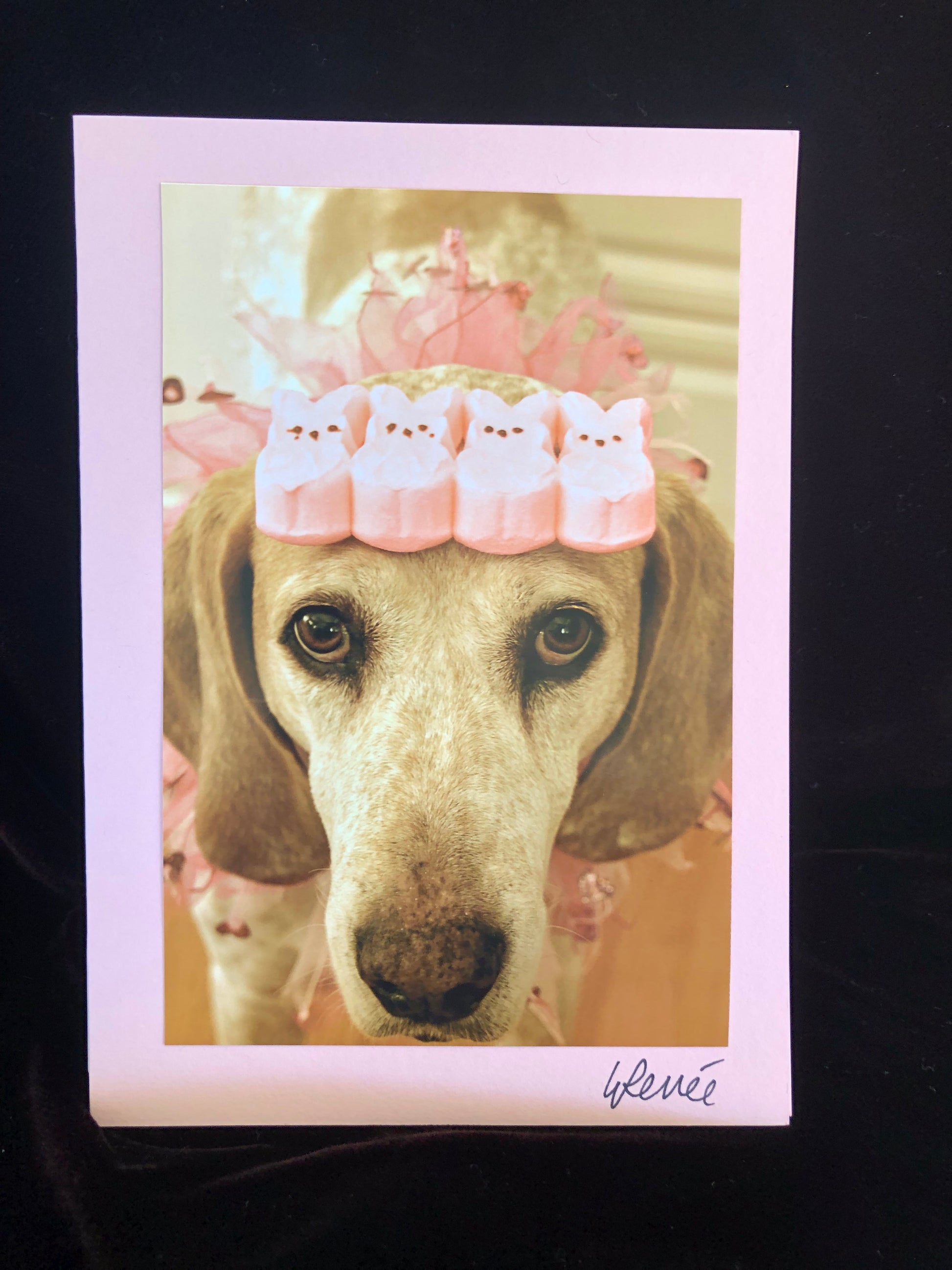 Close up of face of Blue Tick Hound with row of pink Peeps on her head for Easter. 