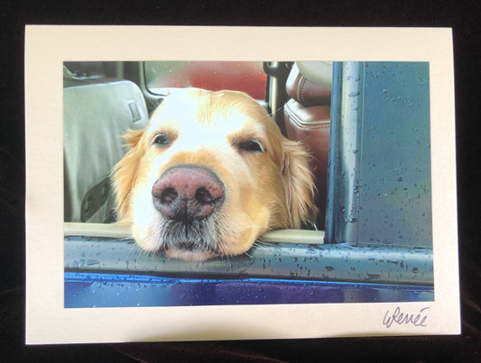 Close up of the face of a Golden Retriever resting on the open window of a pickup truck.