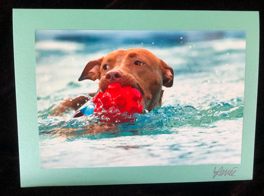 A red, pit bull terrier looking over her shoulder in a swimming pool carrying a red ball in her mouth while swimming.