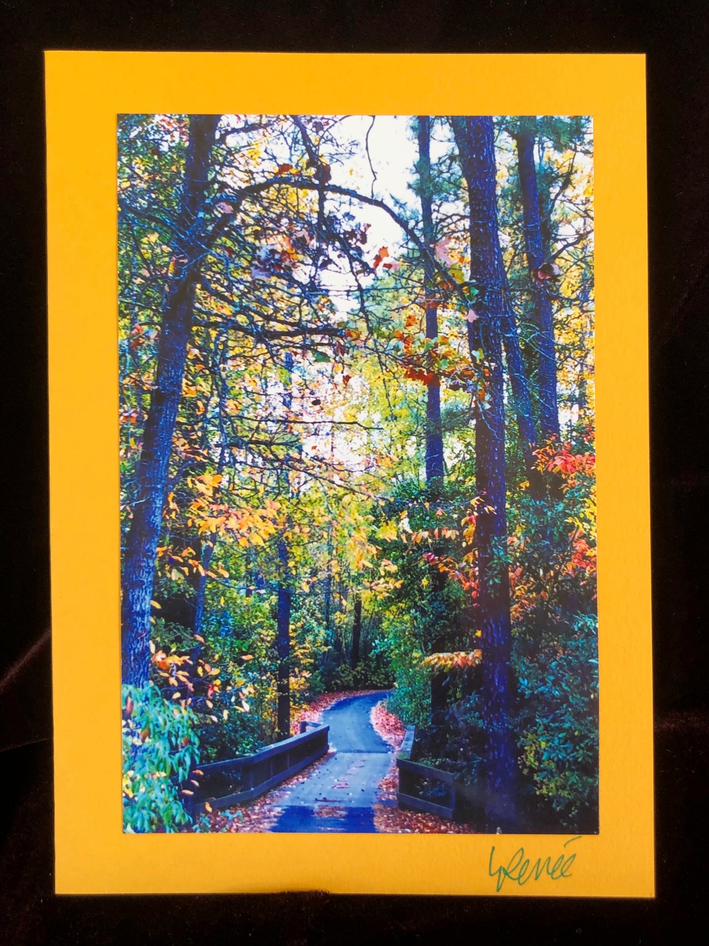 Beautiful fall leaves  in shades of gold, orange and red along a pathway in the woods.