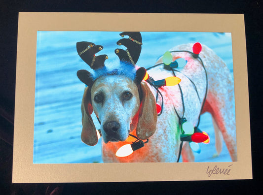 Sugar Pie the Blue Tick Hound Wants Your Days to be Merry and Bright