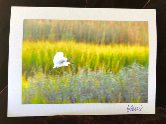 A Snowy Egret in flight over marsh grasses.